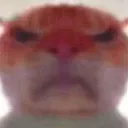 Cat_angry