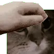 meowPat2