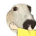 BorzoiSoCute BorzoiSoCute