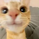 cathappy