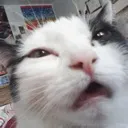 Stoner_CatStoned