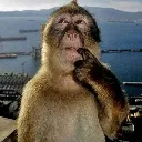 fuckassmonkey fuckassmonkey