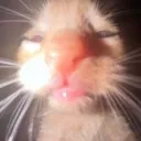 kitty