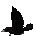 crow