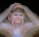 monkey_hand