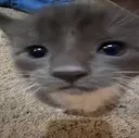 catstare