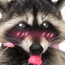 raccoon