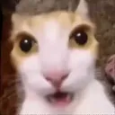 shockcat shockcat