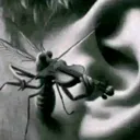 skeeter