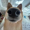 dognose