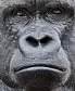 Gorillaface