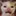 B_BlurryCat B_BlurryCat