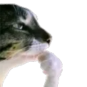 Thinking_Cat