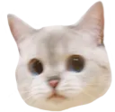 cat_huh
