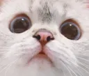 cat_want
