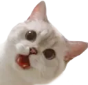 cat_wha