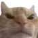 cat_mad