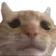 cat_sad