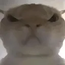 catangry