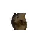 cat_maxwell