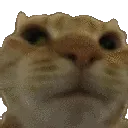 cat_no