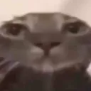 cat_bruh cat_bruh