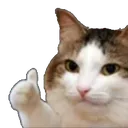 cat_ok