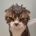 cat_angry1