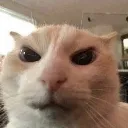 cat_angry2