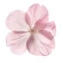 pink_flower_2