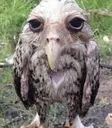 WetOwl
