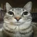 CatStare