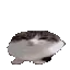 boing