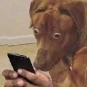 whatthewoof