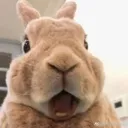 bunSHOCK