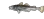 fishspin