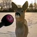 deerinterview