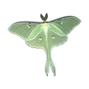 lunamoth