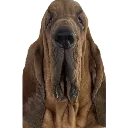 long_face_dog