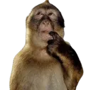 monkeythinking monkeythinking