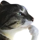 cat_philosopher