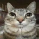 stare