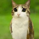 Sadmeowl