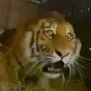 tigerwhat