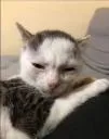 cat4