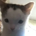 cat3