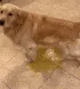 doglongahhpeeezgif