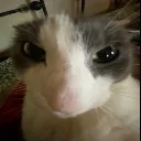 SoggyStare