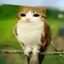 meowl