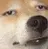 DogF